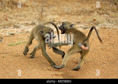 Des babouins Chacma (Papio ursinus), deux mâles, la moitié des jeunes cultivés, la lutte contre le comportement social, Kruger National Park, Afrique du Sud Banque D'Images