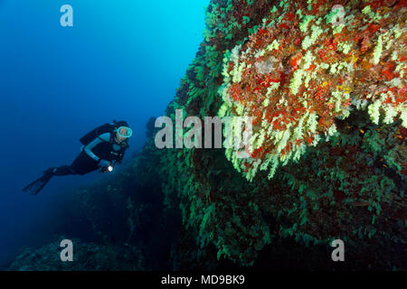 Diver porte sur mur de coraux avec les coraux mous (Alcyonacea) jaune, pendaison, de l'Océan Indien, les Maldives Banque D'Images