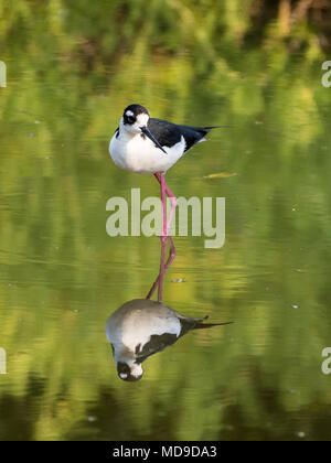 Une Échasse d'Amérique (Himantopus mexicanus) de nourriture dans un étang. La Colombie, l'Amérique du Sud. Banque D'Images