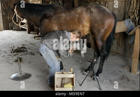 Montage d'un cheval avec horsehoes dans un ranch au Texas de l'Ouest Banque D'Images