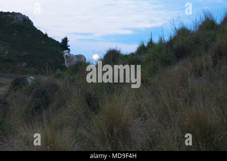 Moutons sur la colline herbeuse près de Christchurch, Nouvelle-Zélande, avec réglage de la lune en arrière-plan Banque D'Images