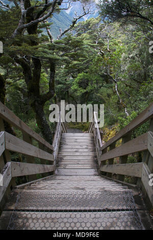 Escalier en bois descend dans New Zealand Forest Trail Banque D'Images