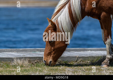 Mustang Wild horse à Assateague Park -Maryland Banque D'Images