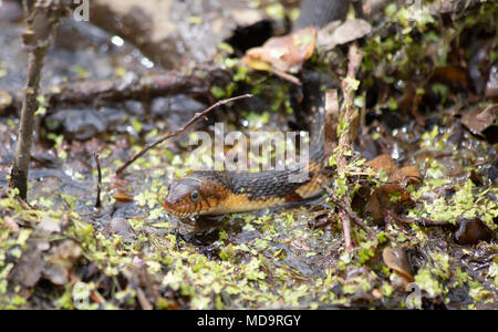 Serpent d'eau à bandes larges nager vers une branche tombée dans un marais Banque D'Images