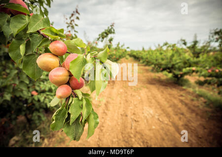 Une branche avec des abricots et des feuilles vertes. Verger abricot et chemin de terre Banque D'Images