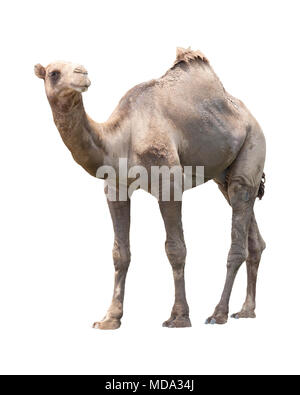 Camel blanc isolé pour Banque D'Images