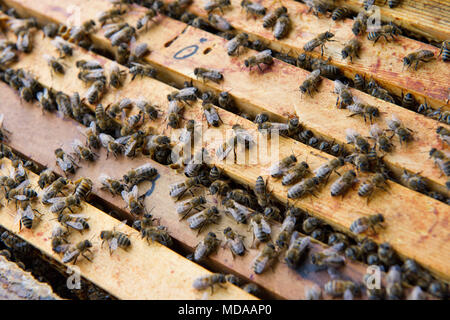 ARCHIVE - Abeilles ramper dans une ruche d'abeilles au-dessus ouvert, pris dans une apiculture dans Markisch-Oderland Grünheide () dans le Brandebourg le 12.08.2011. Dans la lutte contre la mortalité des abeilles experts comptent sur l'élevage des abeilles résistantes aux maladies. Un important centre de recherche est maintenant célèbre son 25e anniversaire. (Dpa 'bee invite les chercheurs à le jour de la porte ouverte" à partir du 01.09.2017) Photo : Patrick Pleul/dpa image centrale/dpa (c) AFP - l'utilisation dans le monde entier radio | Banque D'Images