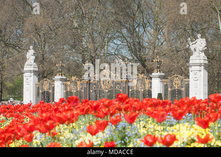 London UK. 19 avril 2018. Météo France : les piétons passer devant un lit de tulipes rouges baigné de soleil du printemps en face du palais de Buckingham. Aujourd'hui a été le plus chaud de l'année Crédit : amer ghazzal/Alamy Live News Banque D'Images