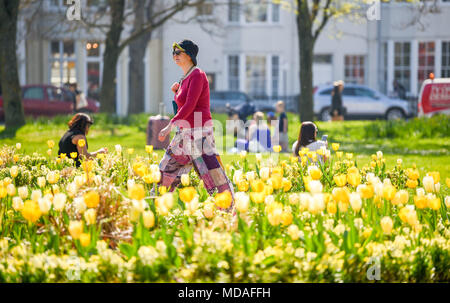 Brighton UK 19 avril 2018 - tulipes en pleine floraison dans la région de Brighton city centre en tant que visiteurs profiter de la lumière du soleil chaude aujourd'hui . Le beau temps chaud est appelée à se poursuivre tout au long de la Grande-Bretagne avec les températures devraient atteindre dans les années 20 élevée dans certaines parties du sud-est Crédit : Simon Dack/Alamy Live News Banque D'Images