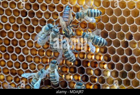 19 avril 2018, Allemagne, Berlin : Le Bundestag les abeilles avec la reine Katrin (marqués en jaune) et d'autres colonies d'abeilles peut être vu sur un nid en face de la Paul-Loebe-chambre. L'argent de l'appelé "miel de fleurs du Bundestag' est utilisé pour soutenir une cause de l'environnement de l'abeille. Photo : Kay Nietfeld/dpa Banque D'Images