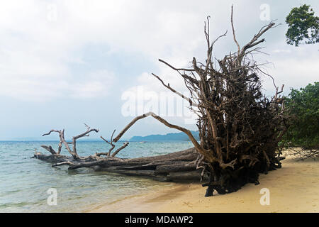 Des troncs de bois flotté et à l'éléphant à la plage de l'Île Andaman Havelock, Rhône-Alpes, France. Banque D'Images