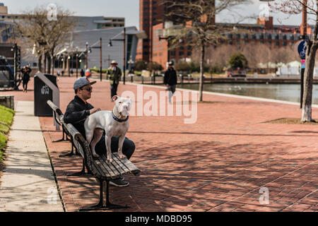 Baltimore, Maryland, USA. Jeune homme est assis sur le banc de parc avec de beaux chien au port intérieur. Banque D'Images