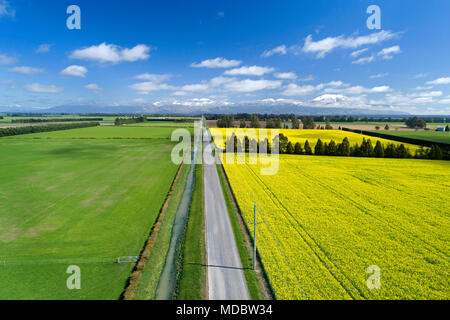 Fleurs jaunes de champ de colza, près de Methven, et Mt Hutt, Mi Canterbury, île du Sud, Nouvelle-Zélande - Antenne de drone Banque D'Images