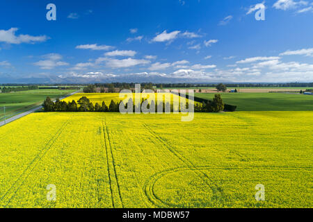 Fleurs jaunes de champ de colza, près de Methven, et Mt Hutt, Mi Canterbury, île du Sud, Nouvelle-Zélande - Antenne de drone Banque D'Images