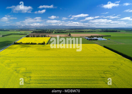 Fleurs jaunes de champ de colza, près de Methven, et Mt Hutt, Mi Canterbury, île du Sud, Nouvelle-Zélande - Antenne de drone Banque D'Images