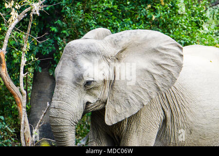 Dans l'éléphant d'Afrique Tanzanie / Bush Banque D'Images