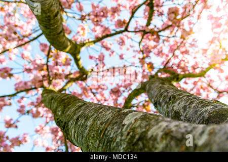 Vue de dessous d'un cerisier japonais en fleurs avec les rayons du soleil levant en passant par les fleurs roses. Banque D'Images