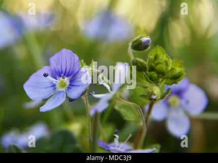 Close-up de minces Speedwell (Veronica filiformis) Banque D'Images