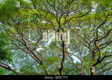 Couronne de grand arbre vert fermer Banque D'Images