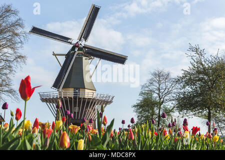 Moulin à vent et tulipes sur jardins de Keukenhof. Lisse, province de Hollande du Sud, Pays-Bas Banque D'Images