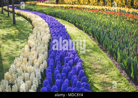 Pays-bas, lisse, les jardins de Keukenhof Banque D'Images