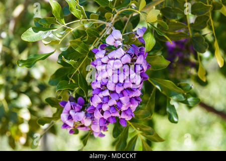Fleurs suspendues sur Texas Mountain Laurel arbuste (dermatophyllum secundiflorum), montrant violet, éclatantes et pétales de lavande. Banque D'Images