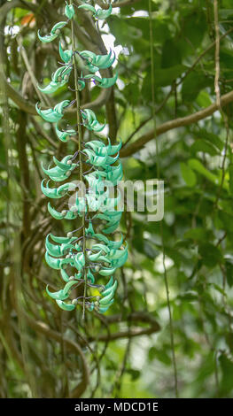 Vigne de Jade, émeraude, turquoise ou vigne vigne [Jade Strongylodon Macrobotrys]. Jardin botanique de la Barbade. Banque D'Images