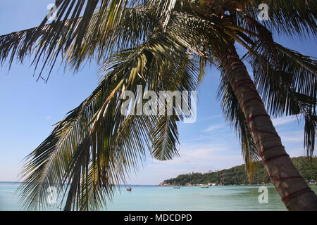 En regardant à travers les palmiers pour voir dans Sariee Beach, Koh Tao, Thaïlande. Banque D'Images