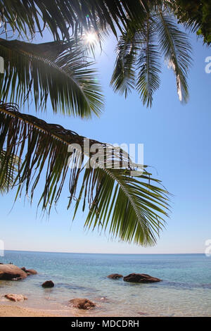 En regardant à travers les palmiers pour voir dans Sariee Beach, Koh Tao, Thaïlande. Banque D'Images