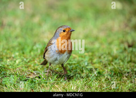 L'robin, connu simplement comme le merle ou robin redbreast dans les îles Britanniques, est un petit passereau insectivore, plus précisément un chat. Banque D'Images