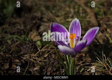 Au début du printemps des fleurs, à Stockholm, en Suède. Crocus. Banque D'Images