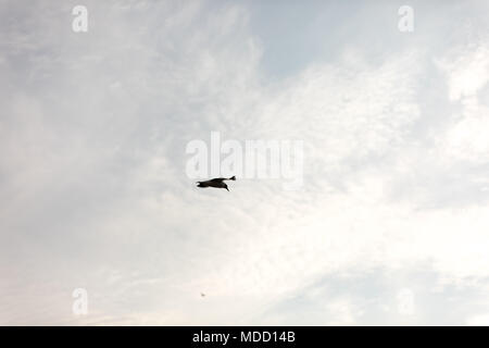 Vol de mouettes sur le beau ciel bleu et les nuages. Banque D'Images