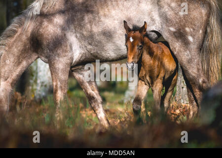 La naissance d'un cheval sauvage avec sa mère en pastureing fabricants. L'éclairage du matin Banque D'Images