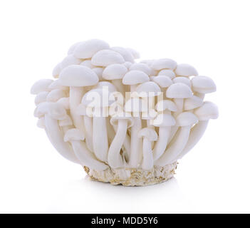 Hêtre Blanc, champignons champignons shimeji, champignon comestible isolé sur fond blanc Banque D'Images