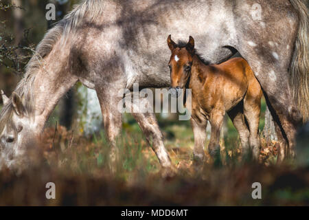 La naissance d'un cheval sauvage avec sa mère en pastureing fabricants. L'éclairage du matin Banque D'Images