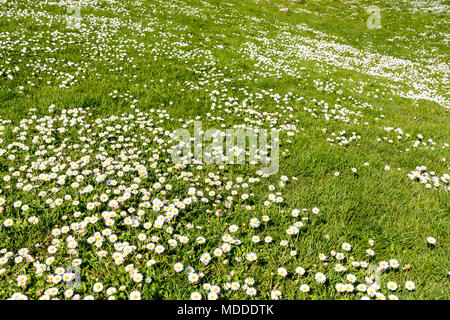 Un rouleau à pelouse parsemée de petites marguerites blanches. Banque D'Images
