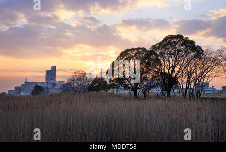 Arbres exotiques printemps de golden de l'herbe sèche dans la plaine inondable de la rivière Yodo Banque D'Images