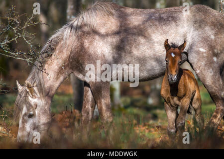 La naissance d'un cheval sauvage avec sa mère en pastureing fabricants. L'éclairage du matin Banque D'Images