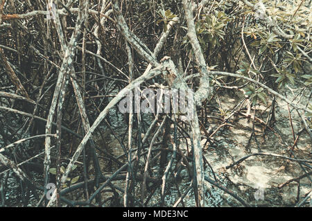 Les palétuviers. Île-de-France Banque D'Images