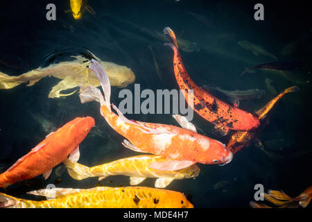 Fantaisie colorée ou poisson carpe koi de poissons nagent. Koi de poissons nager dans l'étang. L'eau est claire et la réflexion de la lumière noire. Vue de dessus avec l'exemplaire sp Banque D'Images