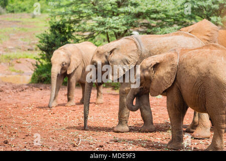 Bébés éléphants dans l'éléphant orphange à Nairobi, au Kenya. Banque D'Images