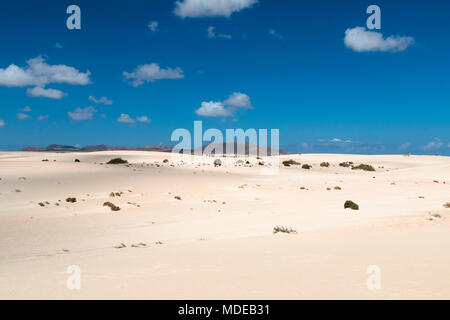 Vue sur la célèbre les dunes de sable de Corralejo à Fuerteventura, Espagne avec ciel bleu et quelques volcans en arrière-plan. Banque D'Images