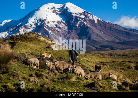 Volcan Chimborazo et les moutons sur la lande, les Andes, l'Equateur Banque D'Images