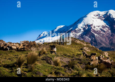 Volcan Chimborazo et les moutons sur la lande, les Andes, l'Equateur Banque D'Images