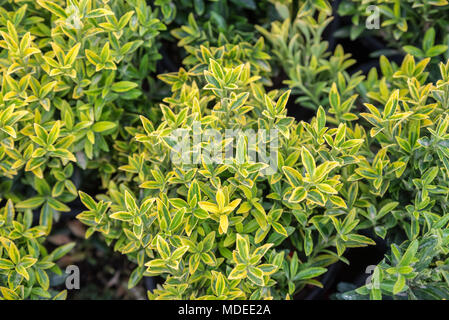 La fusée (Euonymus fortunei Fortune) dans le jardin. Détail de l'émeraude feuilles dorées de réducteur d'hiver.Couverture de l'arbre de fusée d'or. Banque D'Images