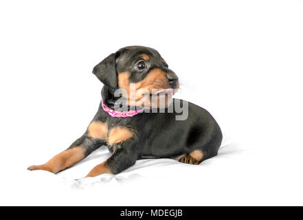 Noir et feu petit chiot pinscher nain siège à fond blanc Banque D'Images