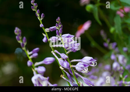 La floraison des Hostas plantes du jardin Banque D'Images