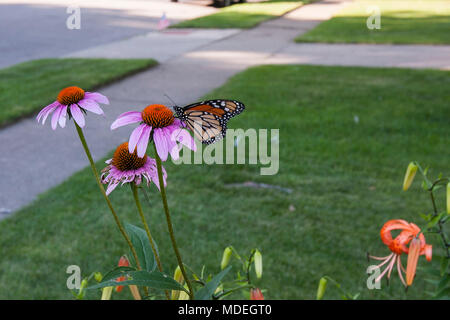 Un papillon monarque sur l'échinacée Banque D'Images