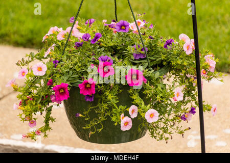 Une suspension de multi colored Calibrachoa Banque D'Images