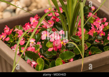 Les bégonias roses poussant dans une boîte de semoir brun Banque D'Images